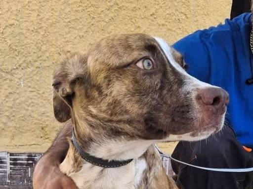 Adozione cane, maschio, Amstaff Razza sconosciuta, 6 mesi, taglia media, Padova
