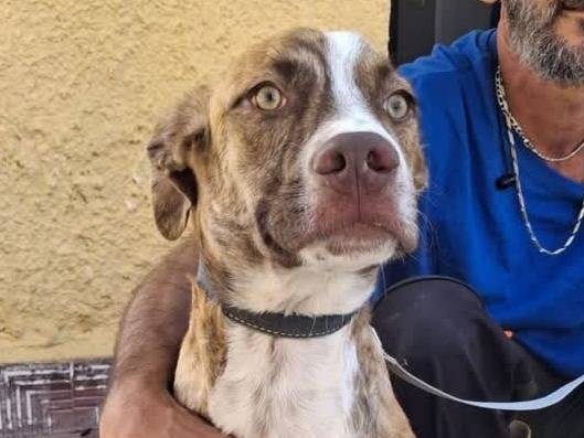 Adotta un cane, maschio, 6 mesi, Padova