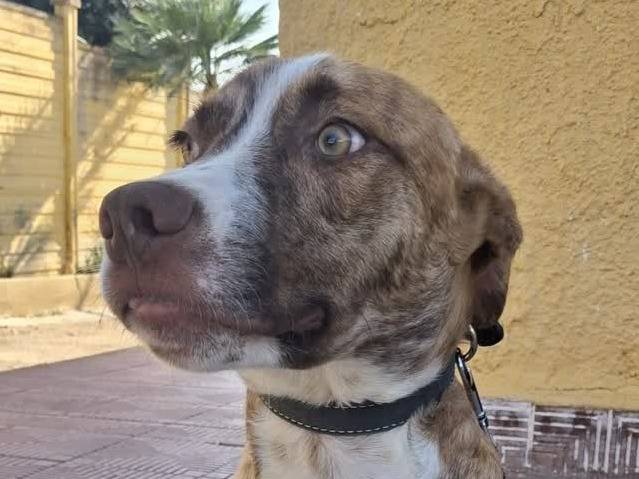 Adotta un cane, taglia media, maschio, Padova