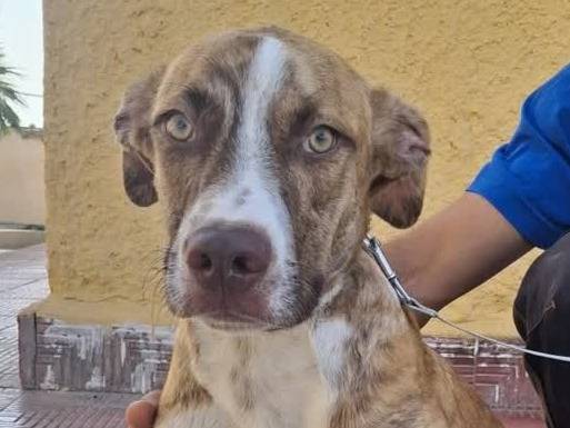 Vuoi adottare un cane a Padova?