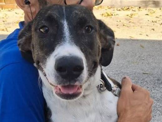 Adozione cane, femmina, Amstaff Razza sconosciuta, 6 mesi, taglia media, Padova
