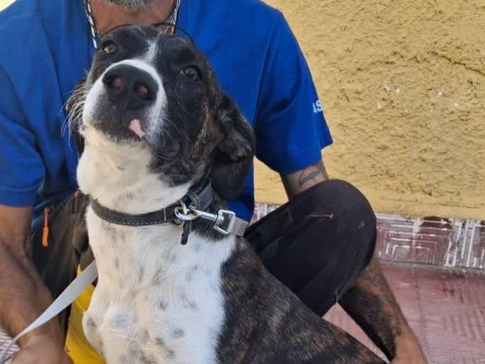 Adotta un cane, femmina, 6 mesi, Padova