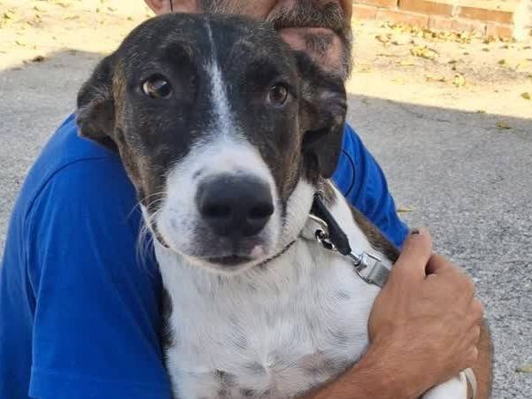 Adotta un cane, taglia media, femmina, Padova