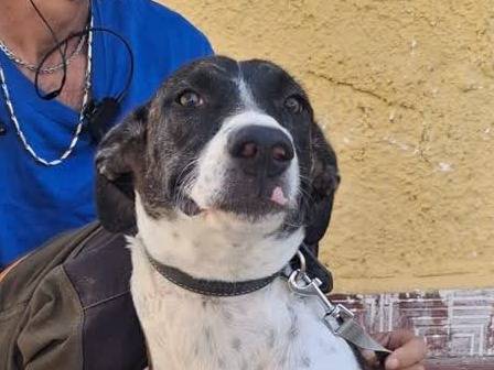 Vuoi adottare un cane a Padova?