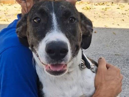 Adotta il cane VENIA a Padova