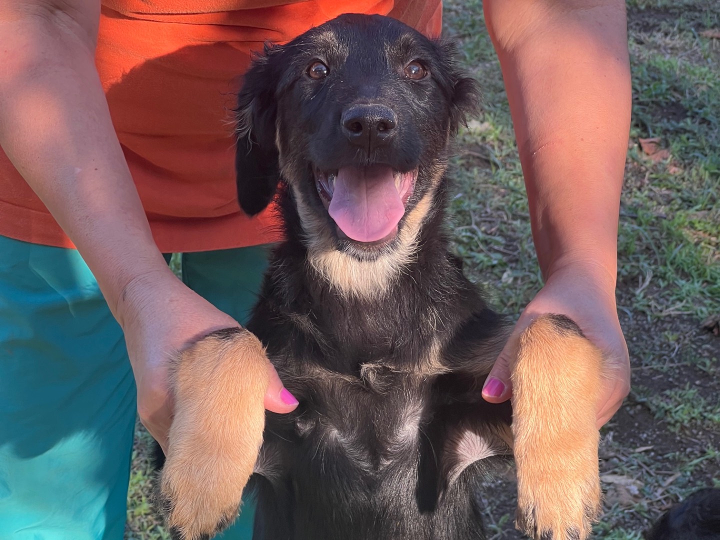 Adotta un cane, femmina, 3 mesi, Rieti