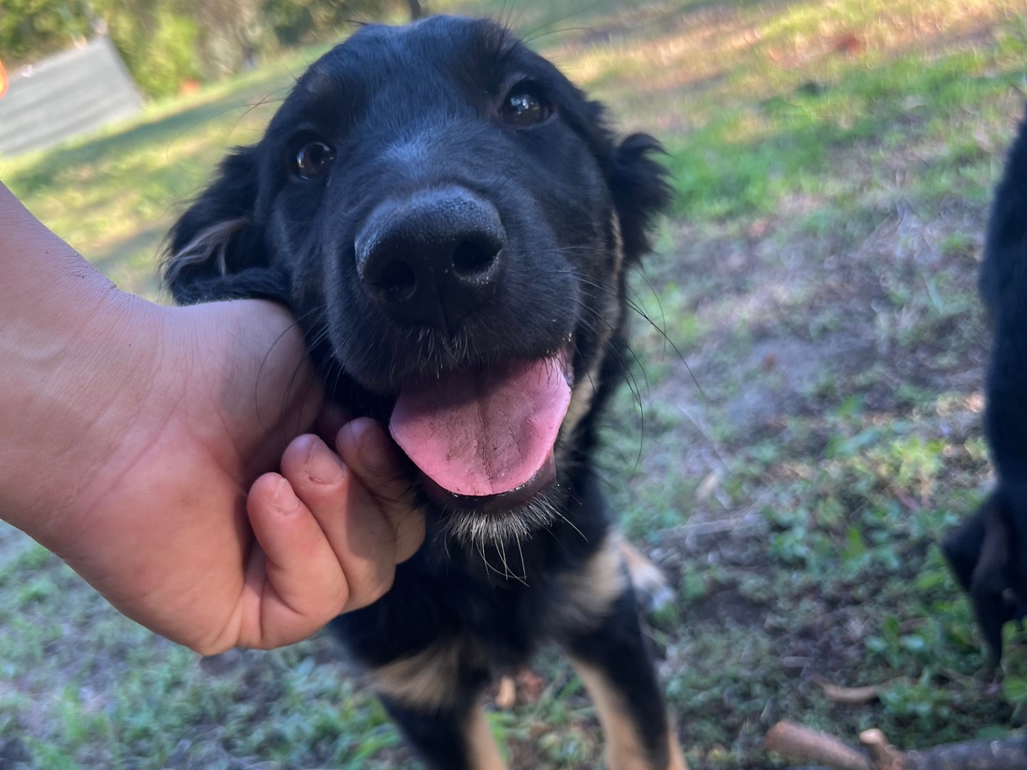 Adotta un cane, taglia media, femmina, Rieti