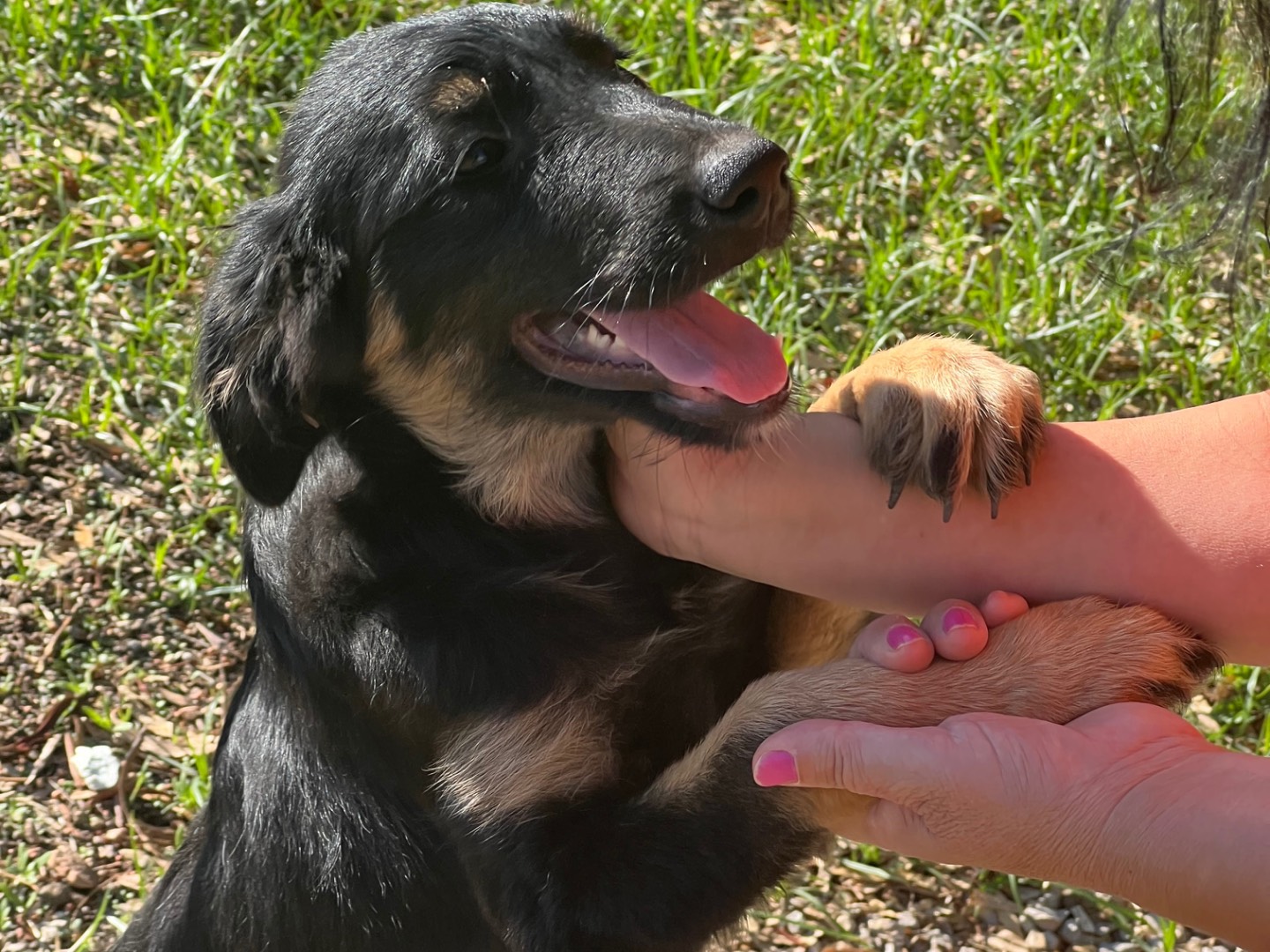 Vuoi adottare un cane a Rieti?