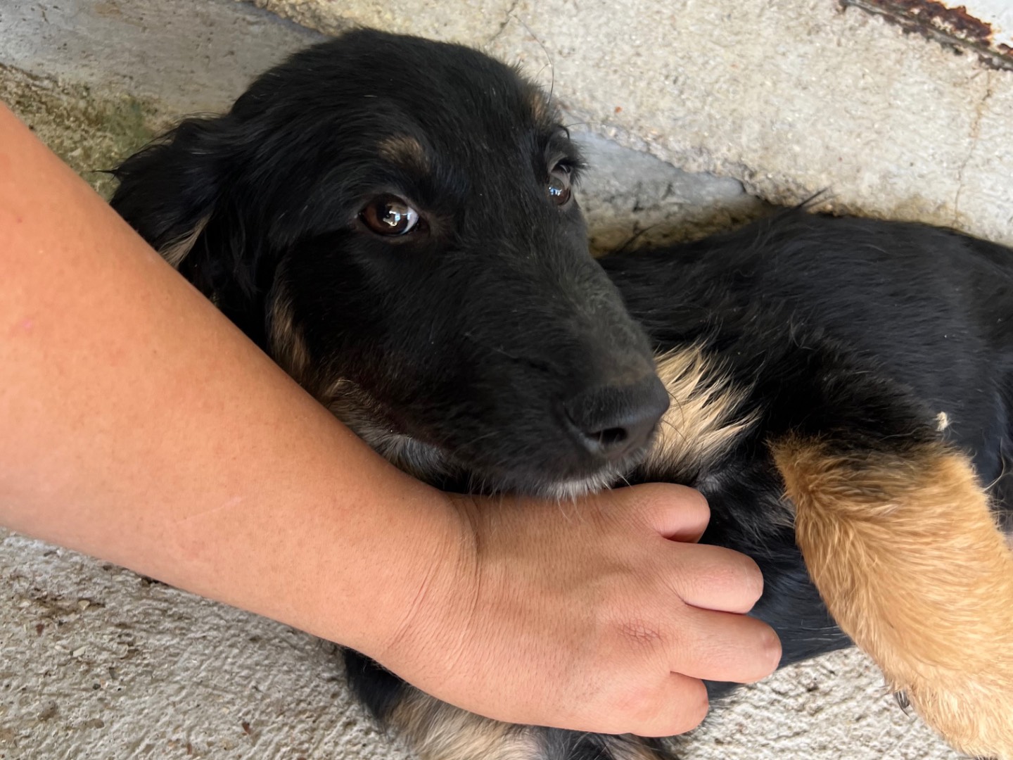 Adotta il cane Musa  a Rieti