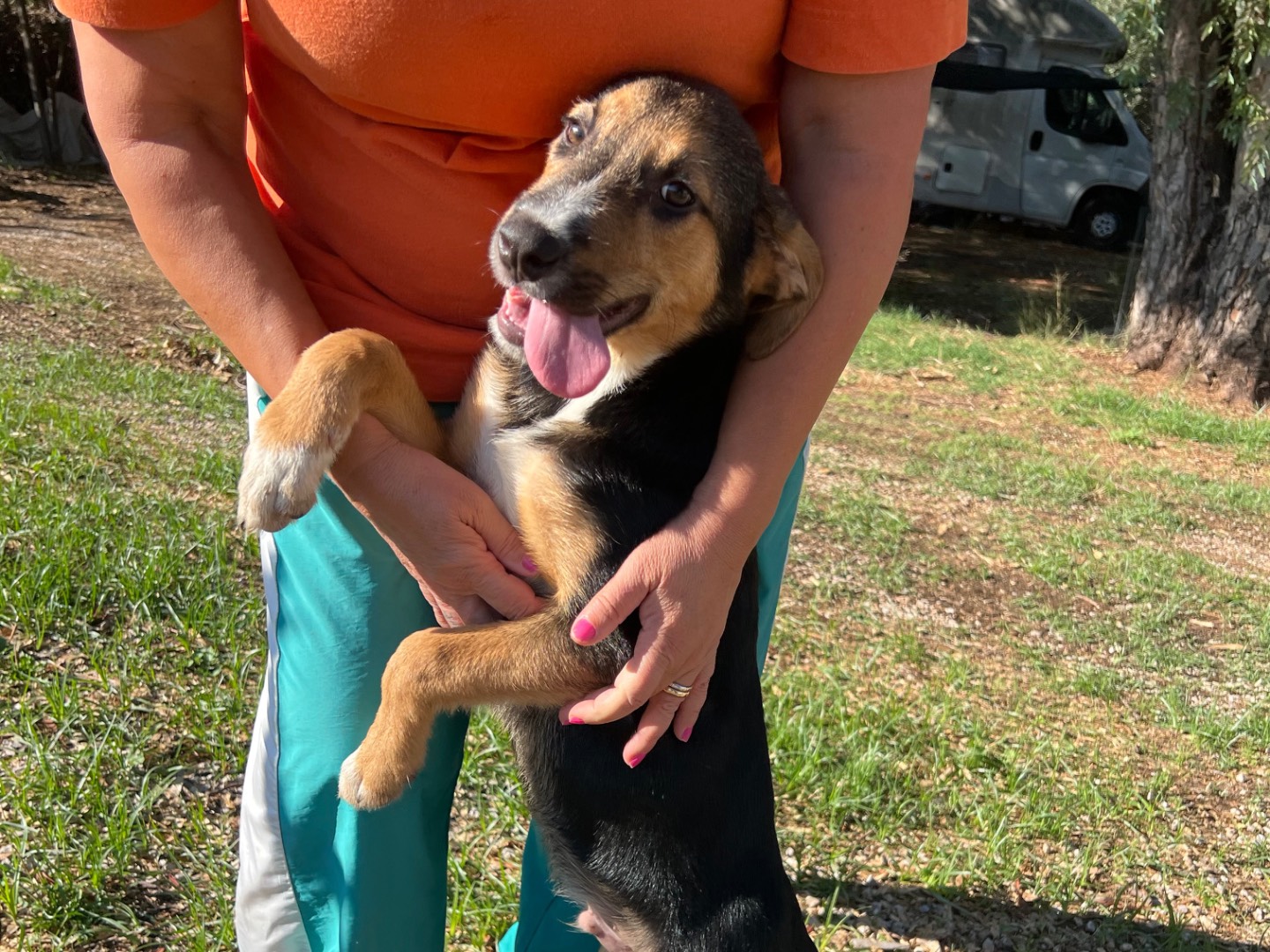 Adozione cane, maschio, Pastore tedesco Razza sconosciuta, 3 mesi, taglia media, Rieti