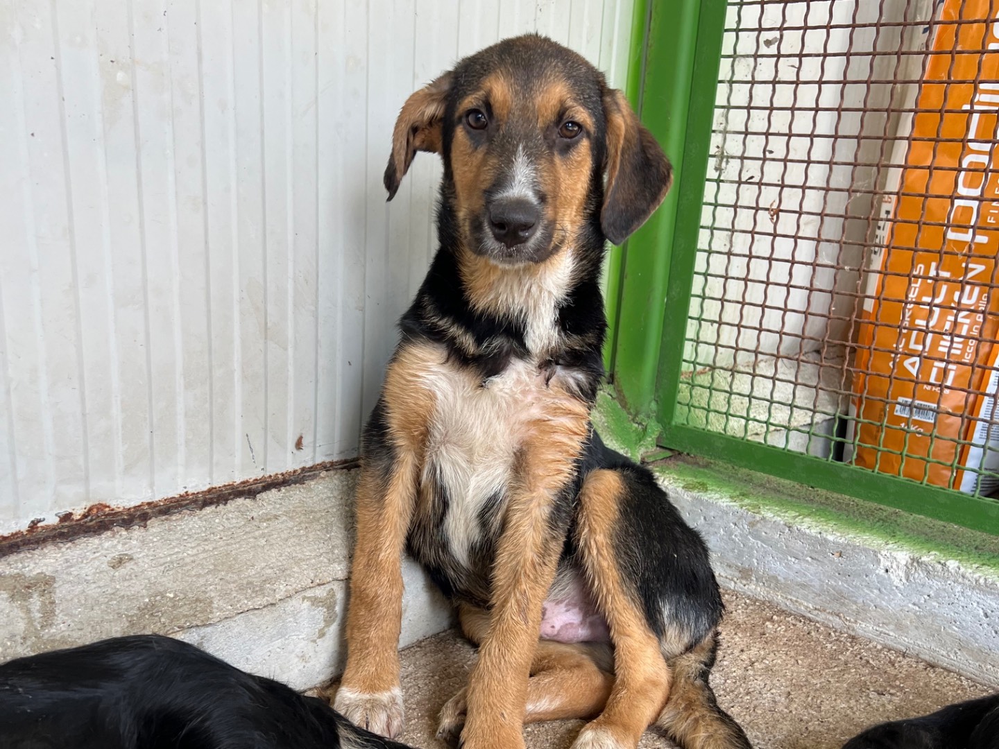 Adotta un cane, maschio, 3 mesi, Rieti