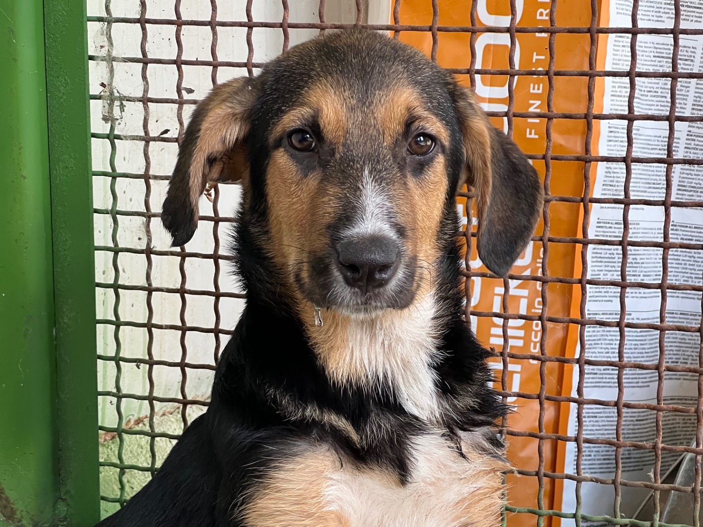 Adotta un cane, taglia media, maschio, Rieti