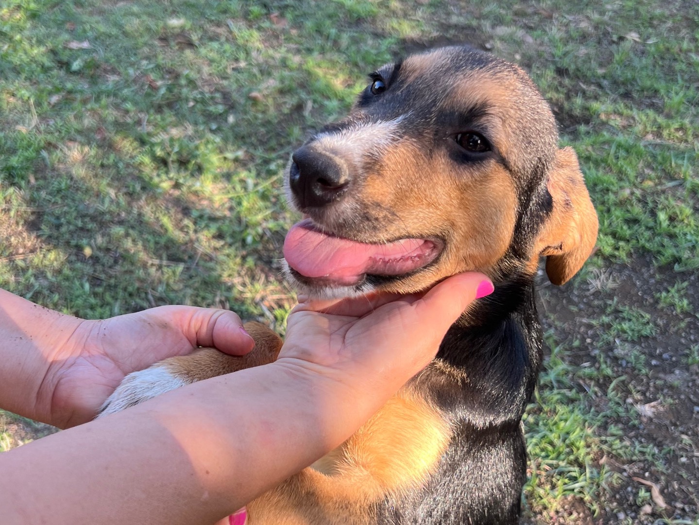 Vuoi adottare un cane a Rieti?