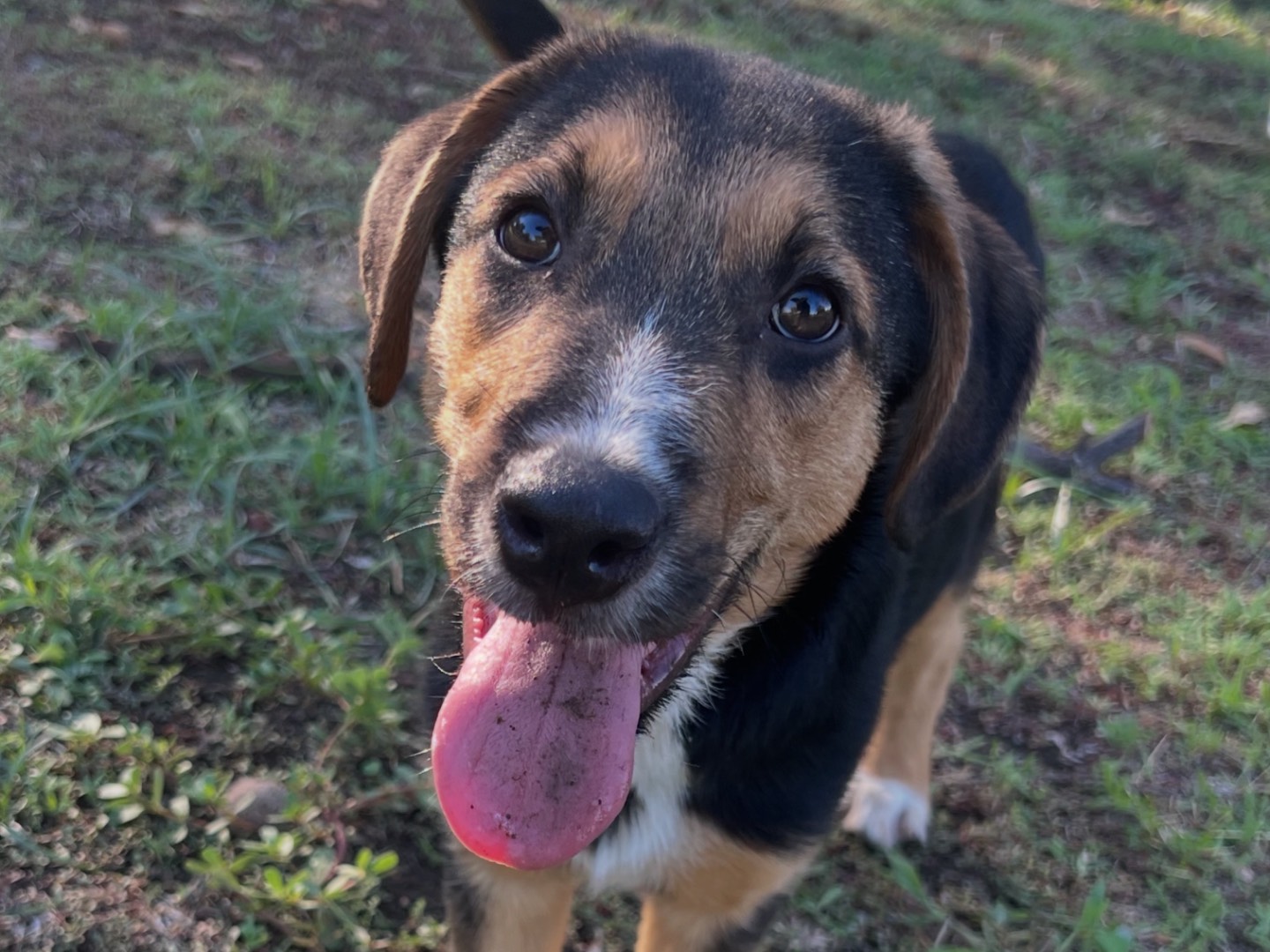 Adotta il cane Zack a Rieti