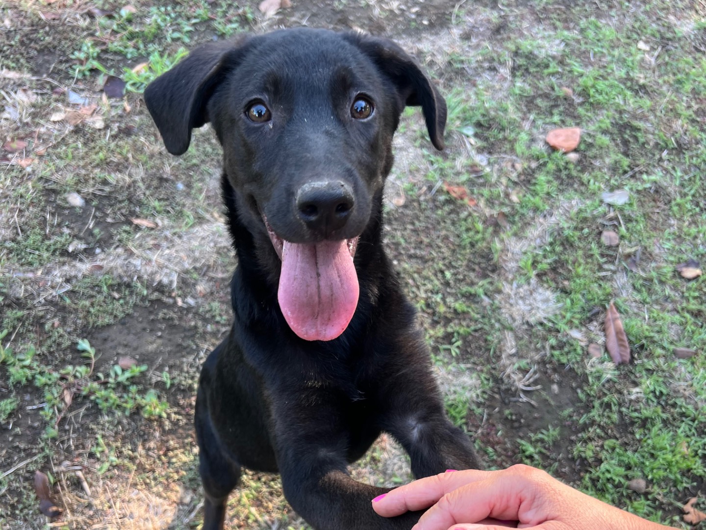 Vuoi adottare un cane a Rieti?