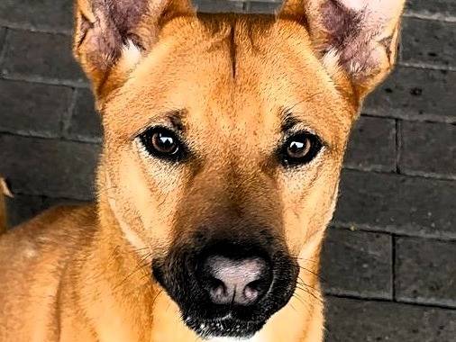 Adozione cane, maschio, Razza sconosciuta Razza sconosciuta, 1 anno e 9 mesi, taglia media, Milano