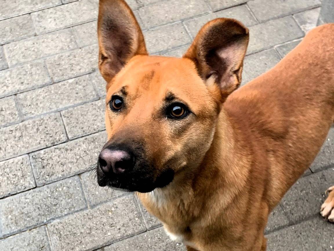 Adotta un cane, maschio, 1 anno e 9 mesi, Milano