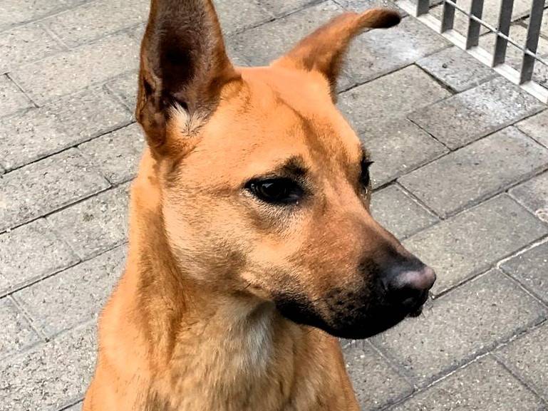 Adotta un cane, taglia media, maschio, Milano