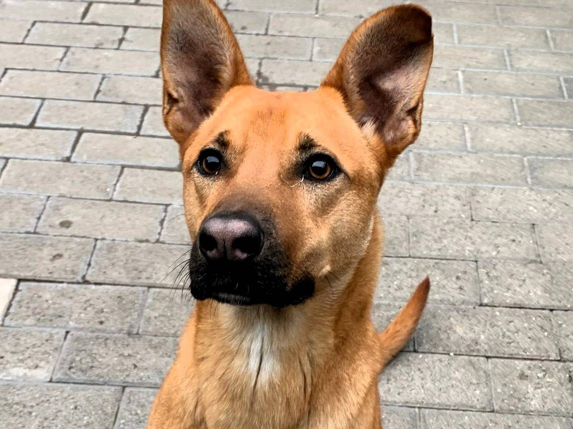 Vuoi adottare un cane a Milano?
