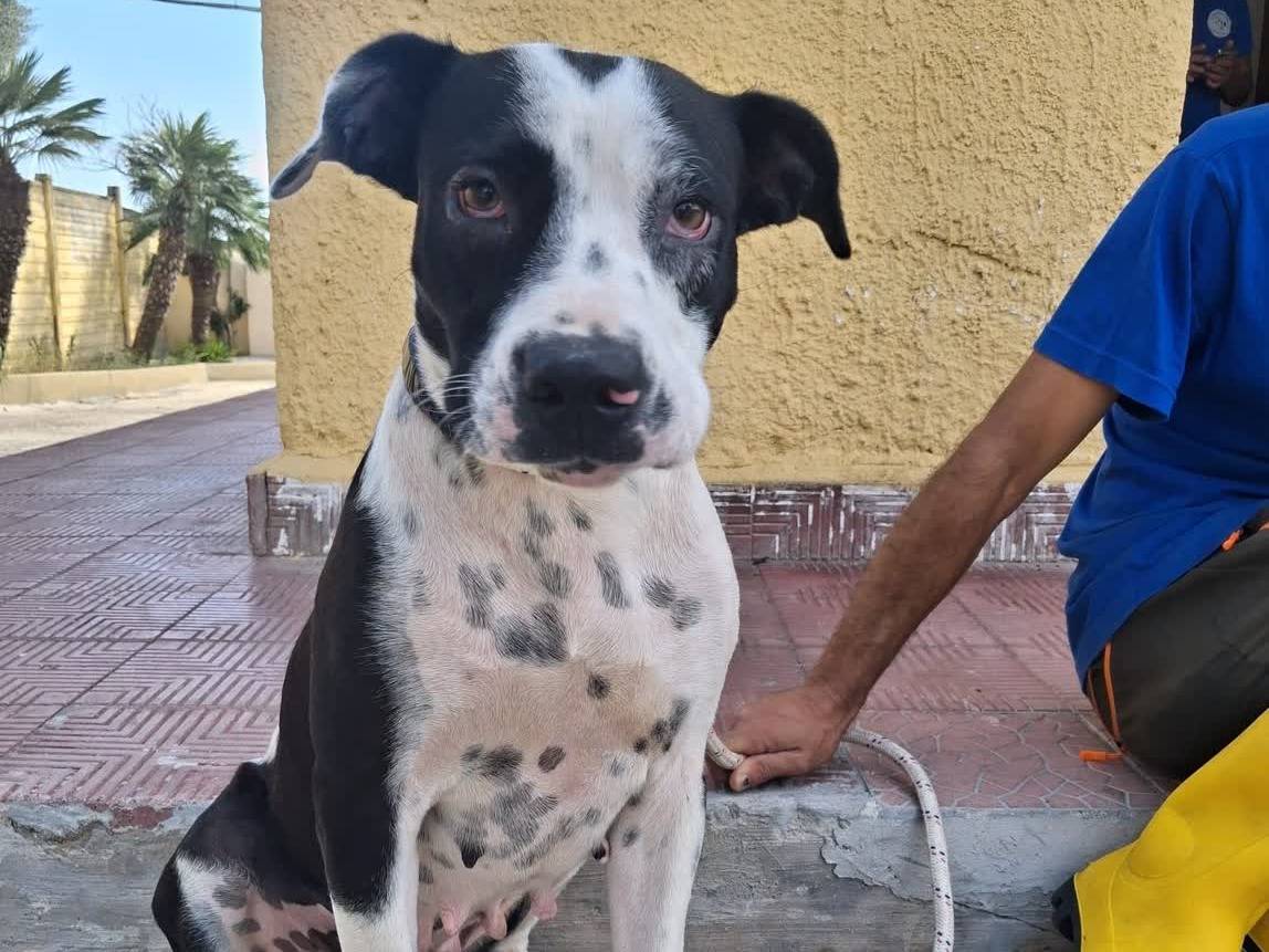 Vuoi adottare un cane a Padova?