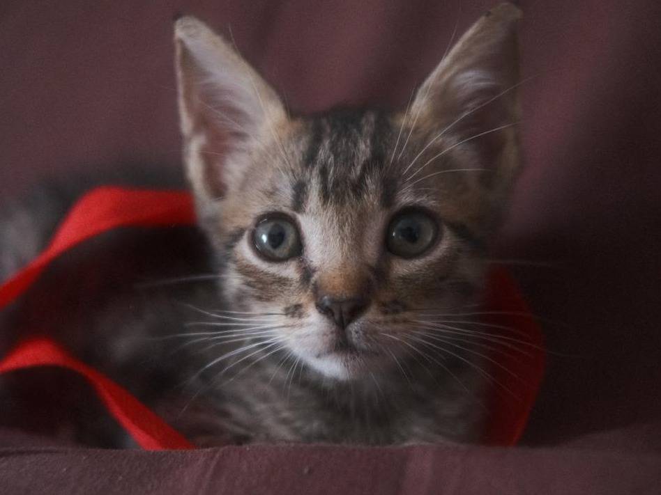 Adozione gatto, maschio, Razza sconosciuta Razza sconosciuta, 2 mesi, taglia non valida, Palermo