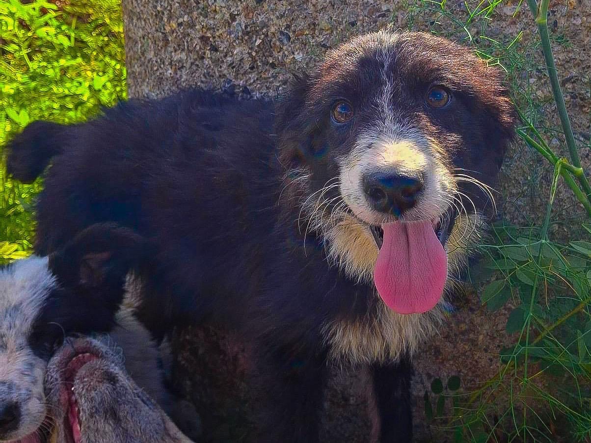 Adotta un cane, femmina, 3 mesi, Crotone