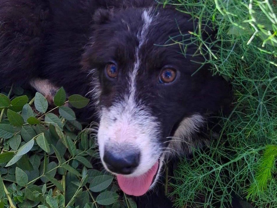 Adozione cane, femmina, Razza sconosciuta Razza sconosciuta, 3 mesi, taglia media, Crotone