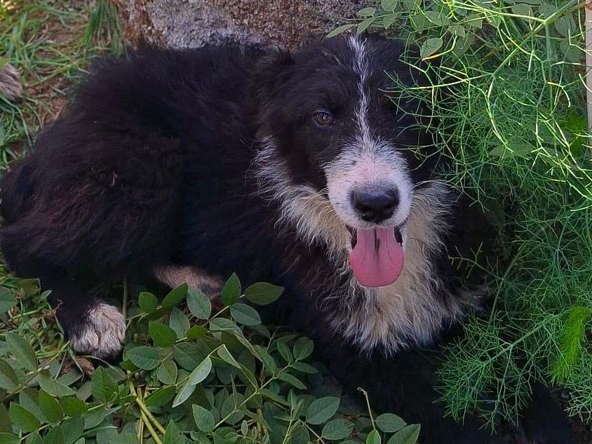 Adotta un cane, taglia media, femmina, Crotone