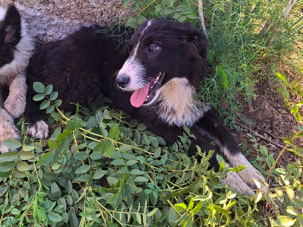 Vuoi adottare un cane a Crotone?