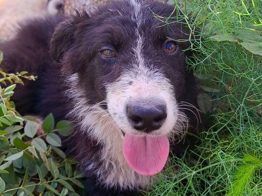 Adotta il cane Drusilla  a Crotone