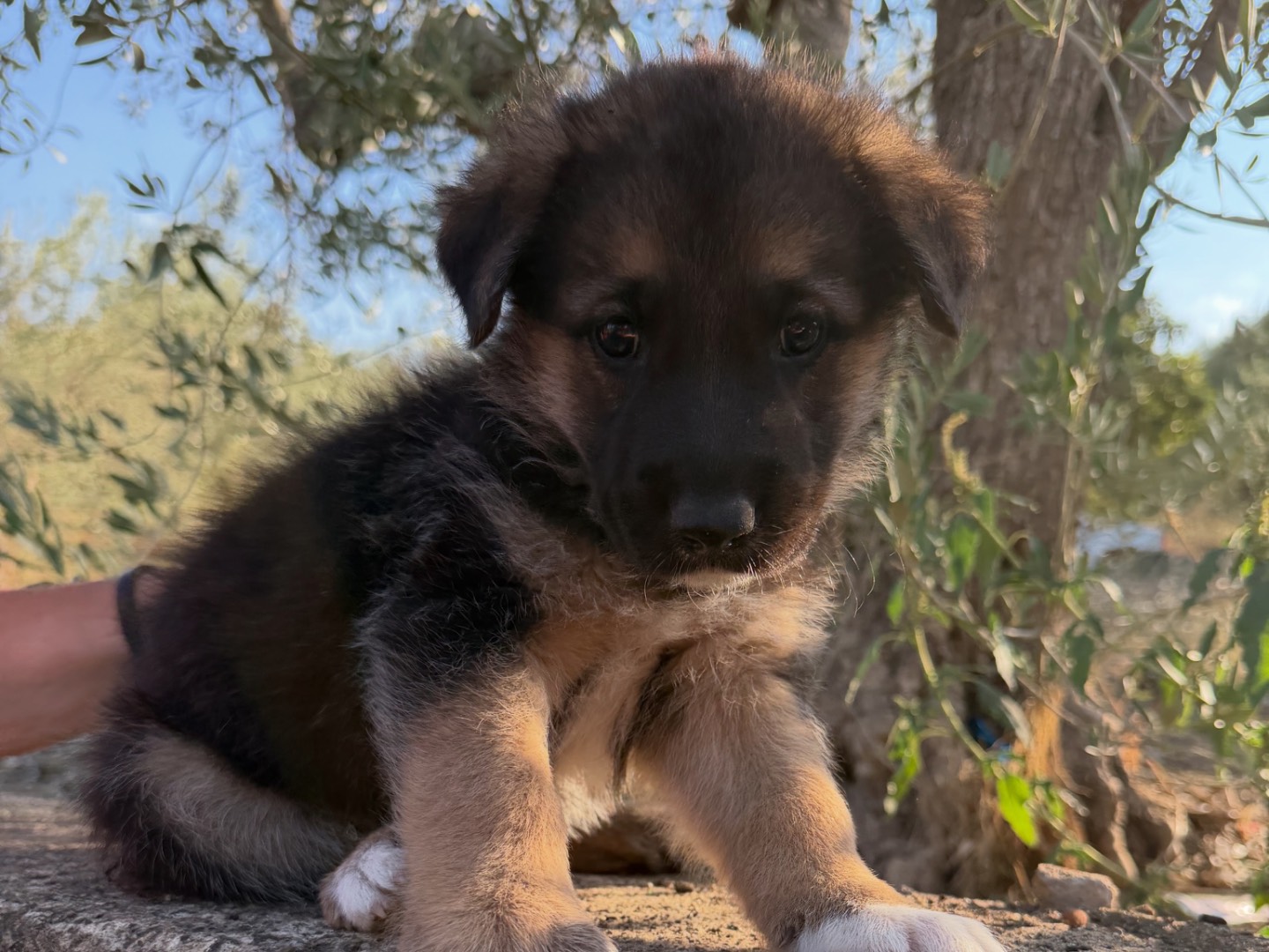 Adozione cane, maschio, Razza sconosciuta Razza sconosciuta, 2 mesi, taglia media, Enna