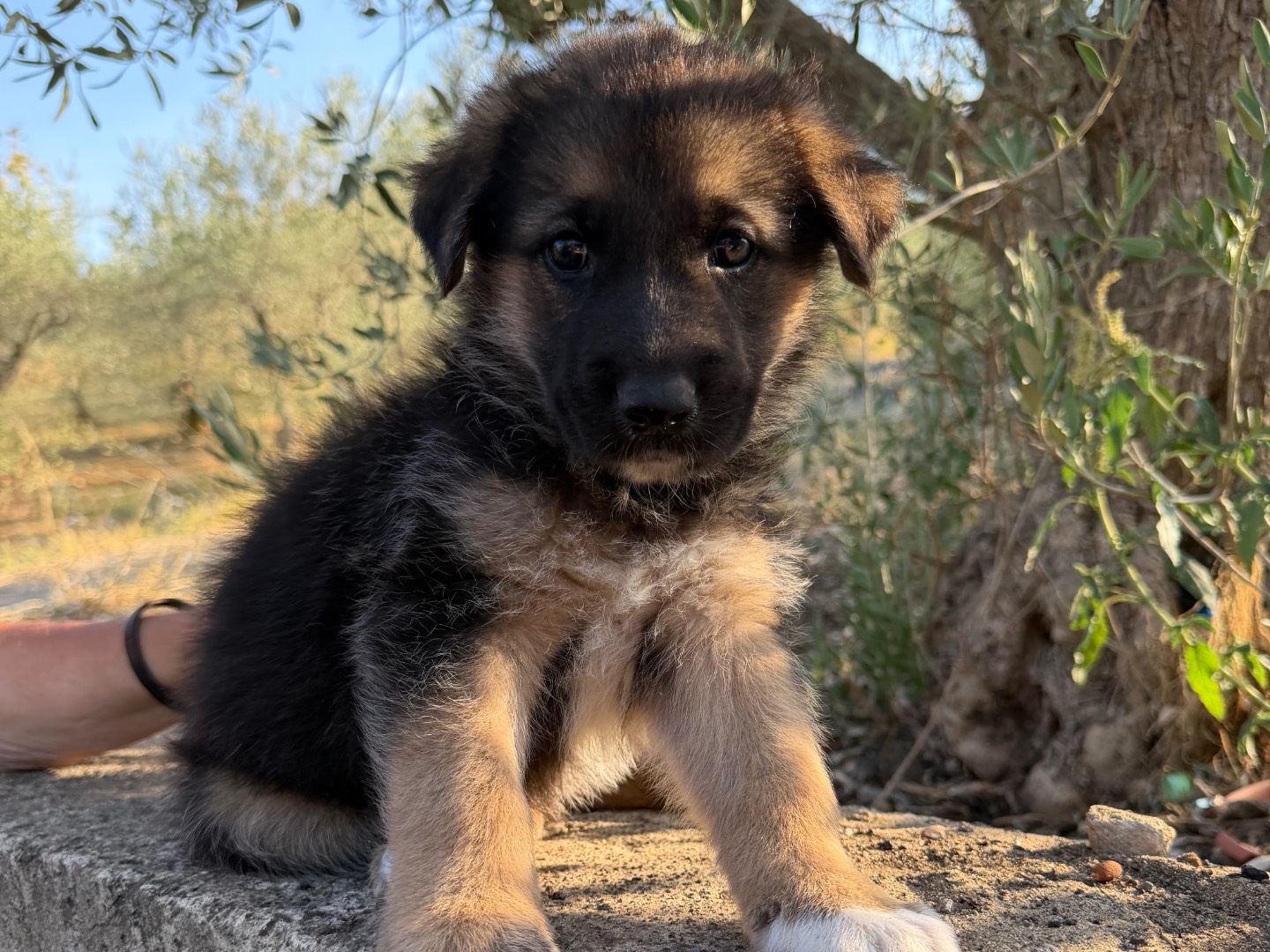 Adotta un cane, maschio, 2 mesi, Enna