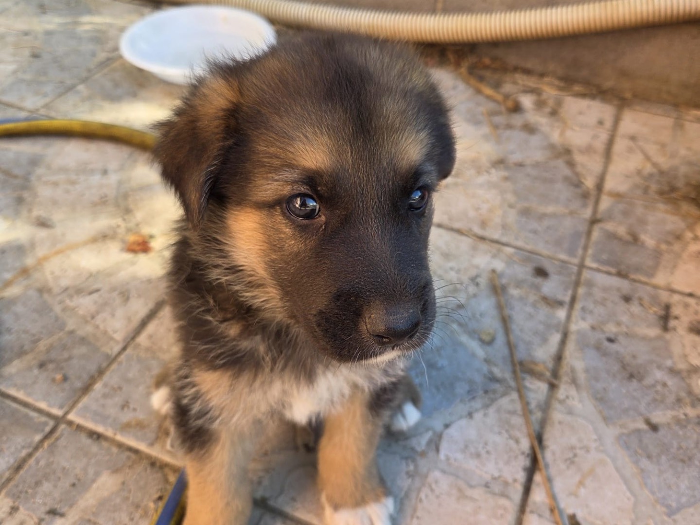 Adotta un cane, taglia media, maschio, Enna