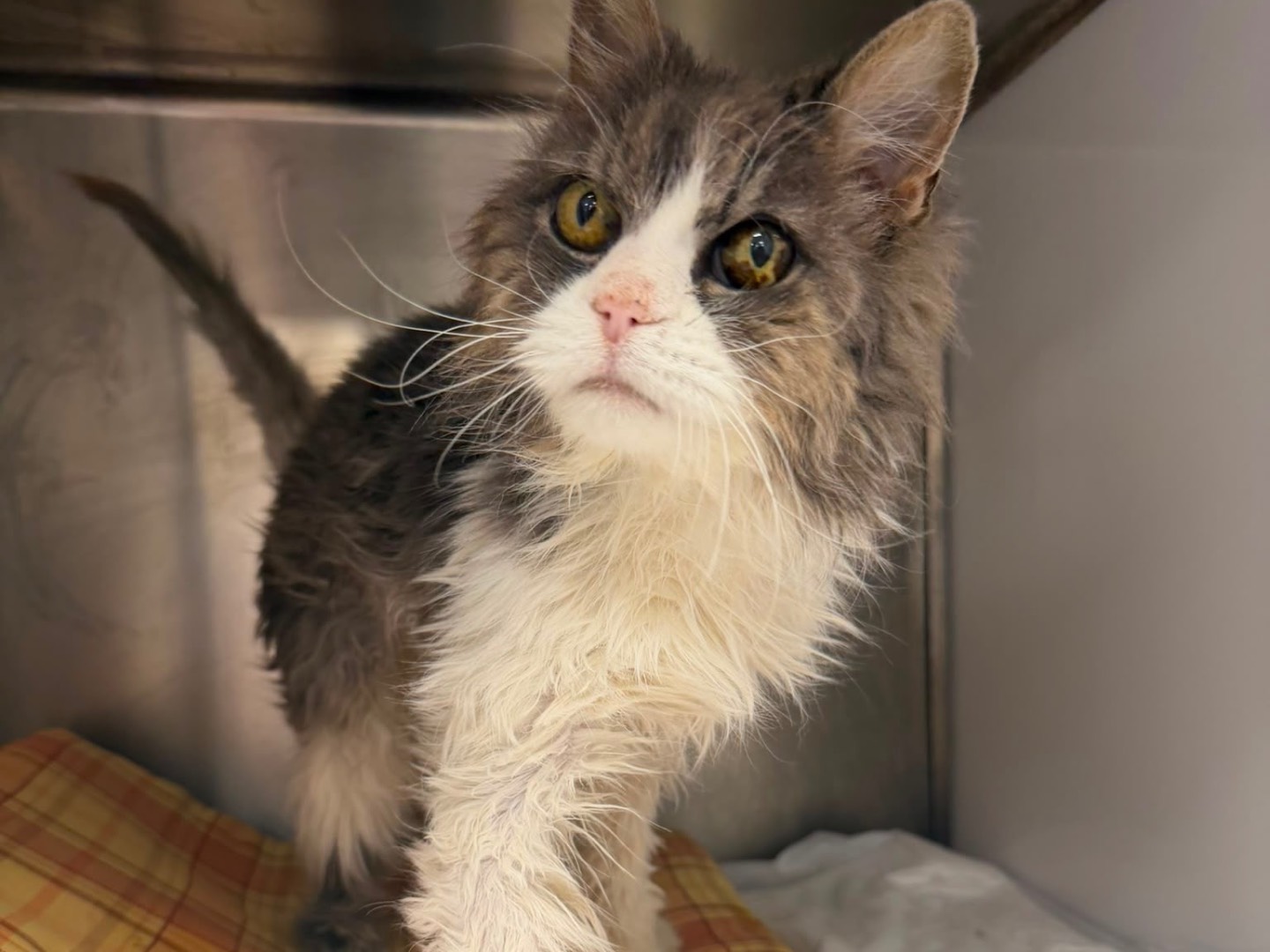 Adozione gatto, femmina, Razza sconosciuta Razza sconosciuta, 14 anni, taglia non valida, Perugia