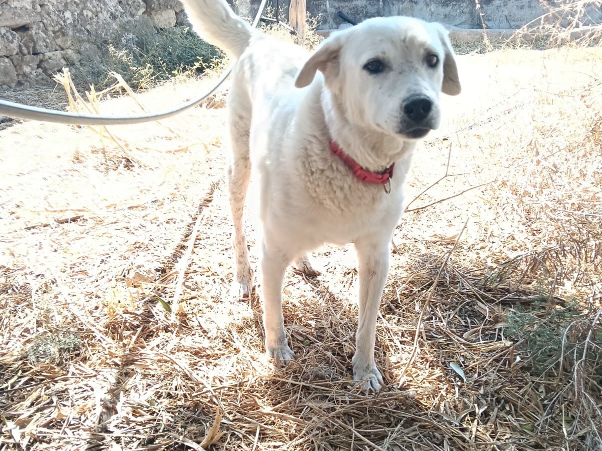 Adotta un cane, femmina, 4 anni e 11 mesi, Siracusa