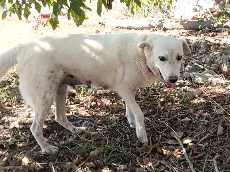 Adozione cane, femmina, Pastore maremmano Razza sconosciuta, 4 anni e 11 mesi, taglia media, Siracusa