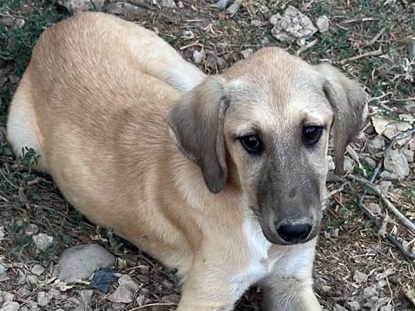Adozione cane, femmina, Razza sconosciuta Razza sconosciuta, 6 mesi, taglia media, Udine