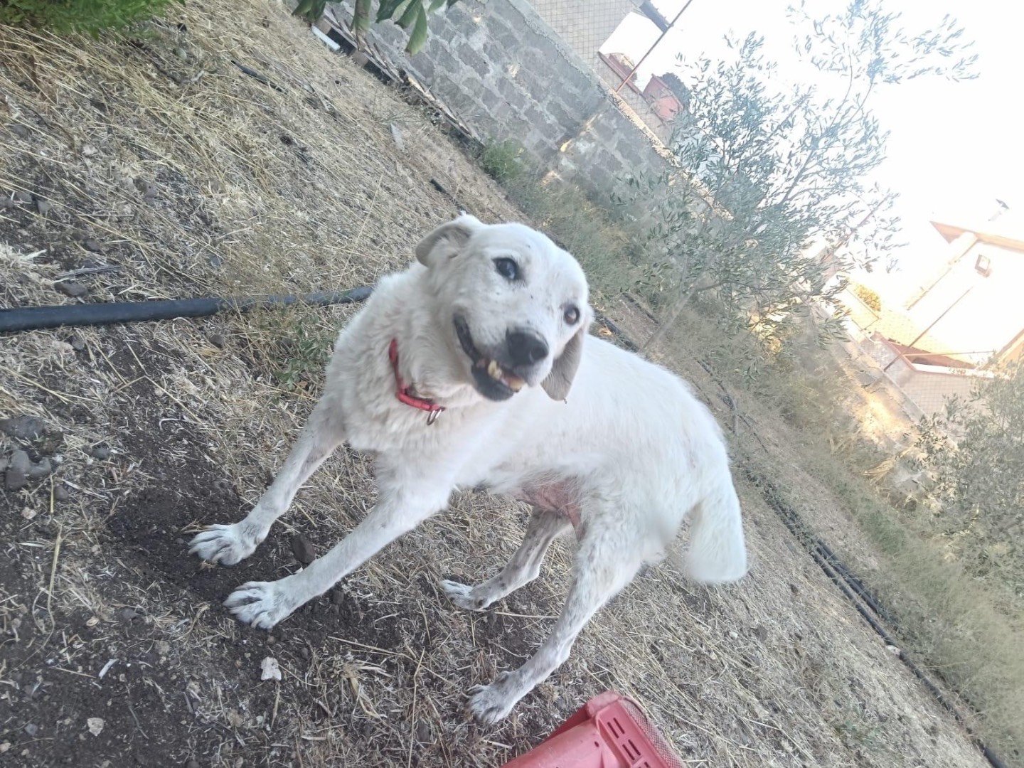 Adotta un cane, taglia media, femmina, Siracusa