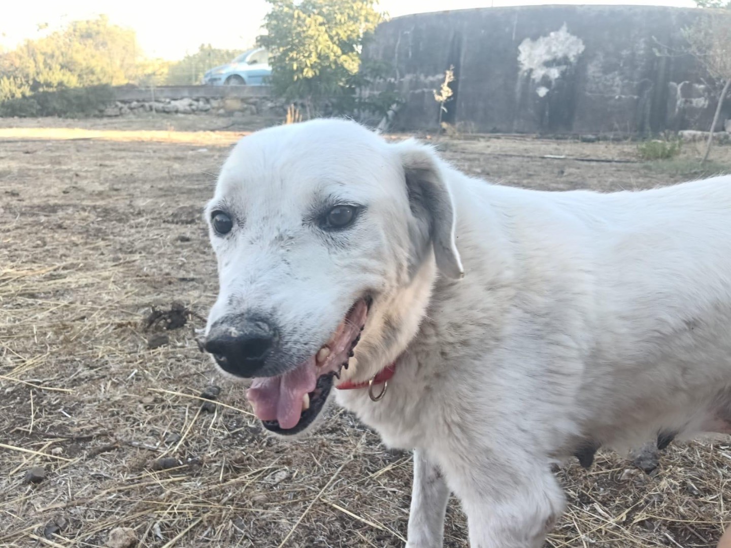 Vuoi adottare un cane a Siracusa?