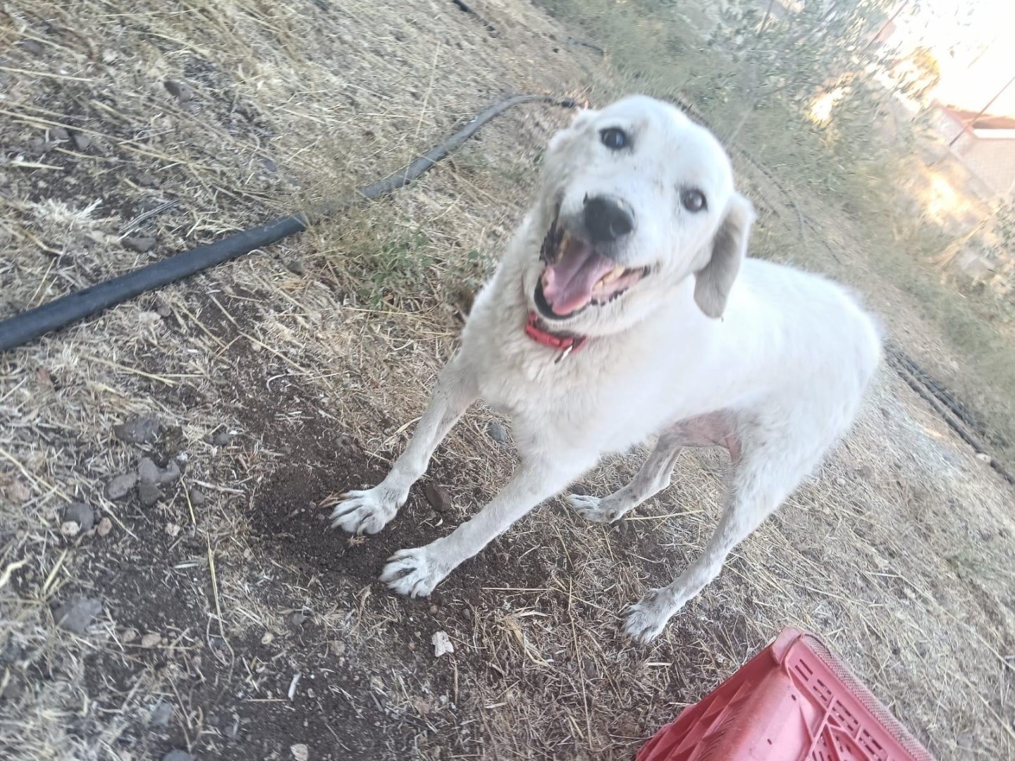 Adotta il cane Hope a Siracusa