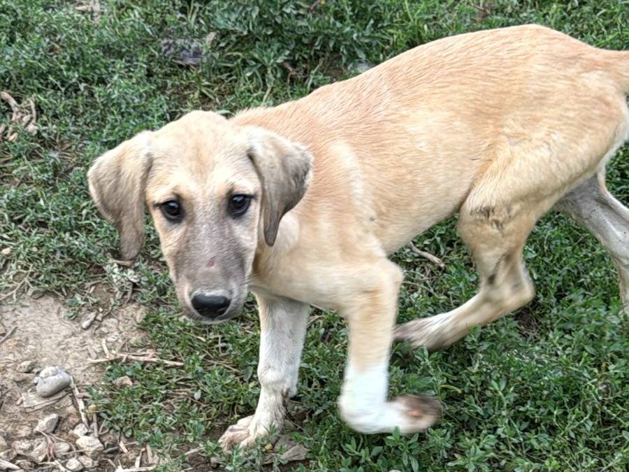 Adotta un cane, femmina, 6 mesi, Udine
