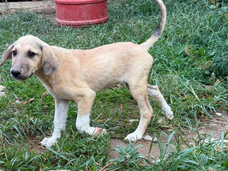 Adotta un cane, taglia media, femmina, Udine