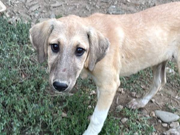 Vuoi adottare un cane a Udine?
