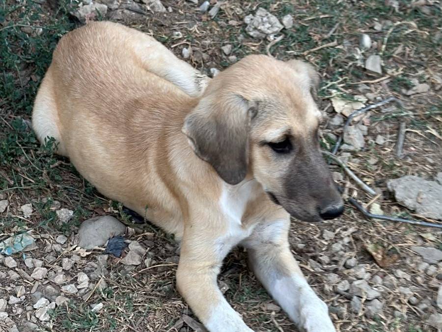 Adotta il cane Nina a Udine