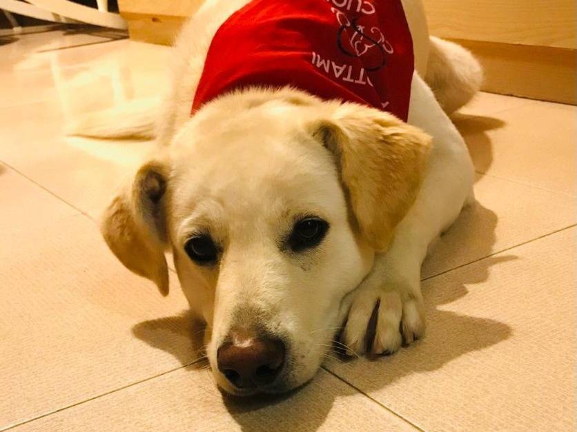 Adozione cane, maschio, Razza sconosciuta Razza sconosciuta, 4 anni e 7 mesi, taglia media, Milano