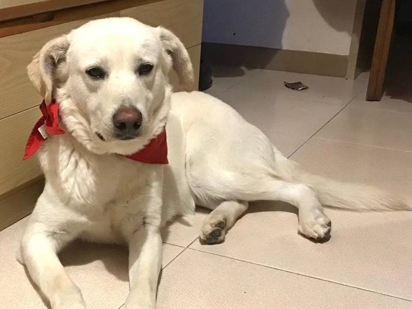 Adotta un cane, maschio, 4 anni e 7 mesi, Milano