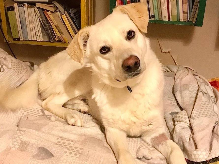 Adotta un cane, taglia media, maschio, Milano