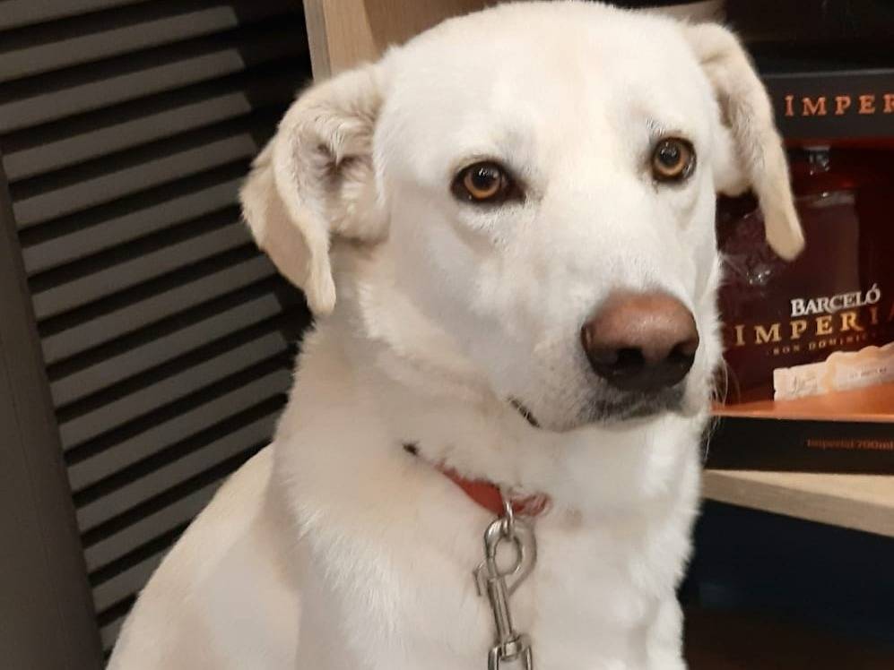 Vuoi adottare un cane a Milano?