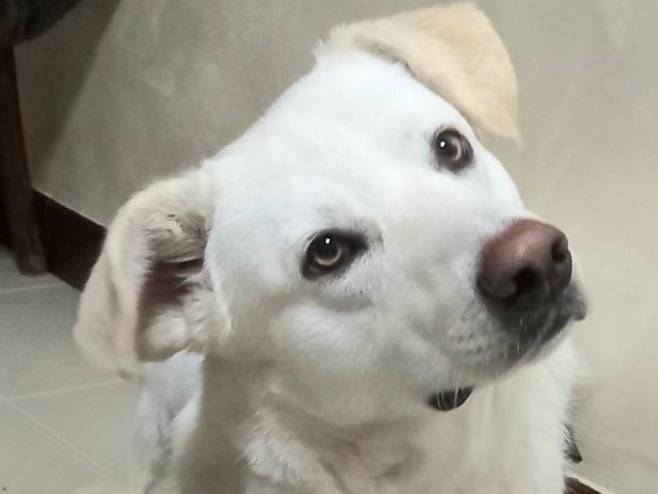 Adotta il cane Orio a Milano
