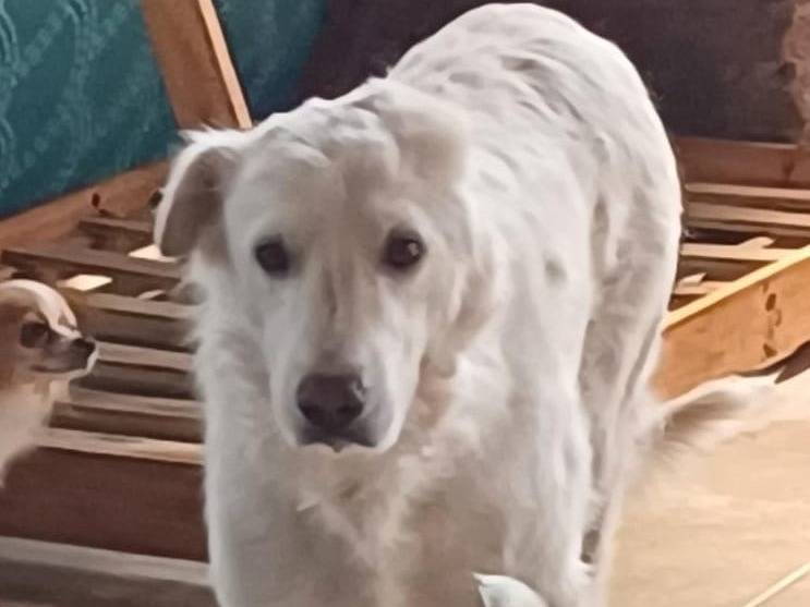 Adozione cane, maschio, Razza sconosciuta Razza sconosciuta, 11 anni e 8 mesi, taglia gigante, Mantova